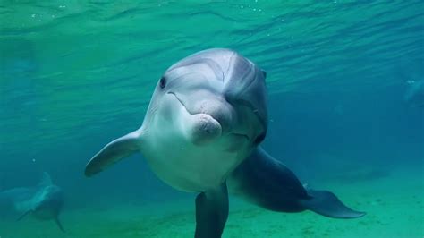 guy fucks dolphin|Florida Man F*cks Dolphin, Stars in Documentary.